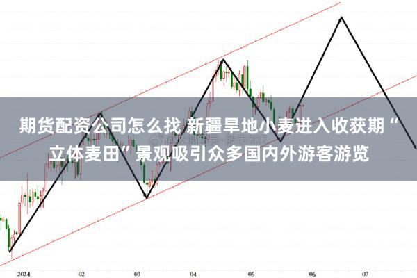 期货配资公司怎么找 新疆旱地小麦进入收获期“立体麦田”景观吸引众多国内外游客游览